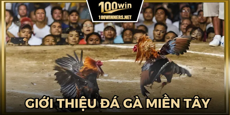 Giới thiệu chi tiết sân chơi đá gà miền Tây