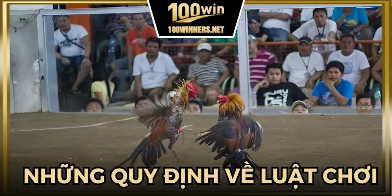 Những quy định bạn cần biết khi tham gia giải đá gà